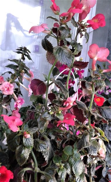  - 000018 ACHIMENES