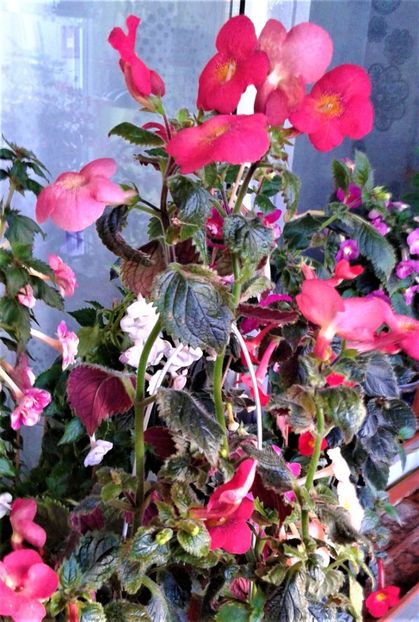  - 000018 ACHIMENES