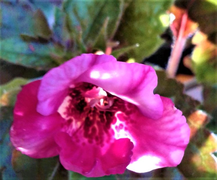  - 000018 ACHIMENES