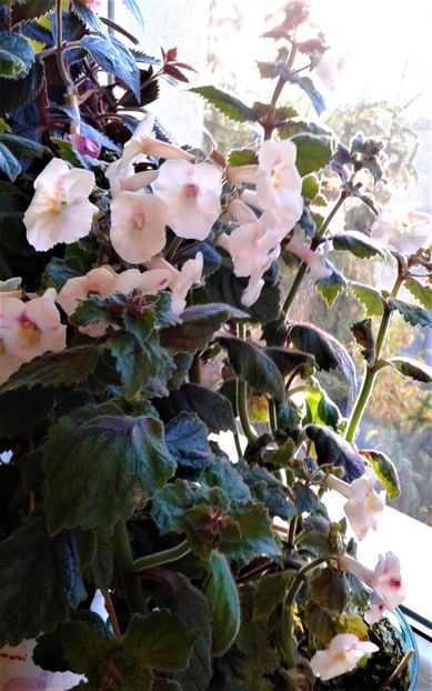  - 000018 ACHIMENES