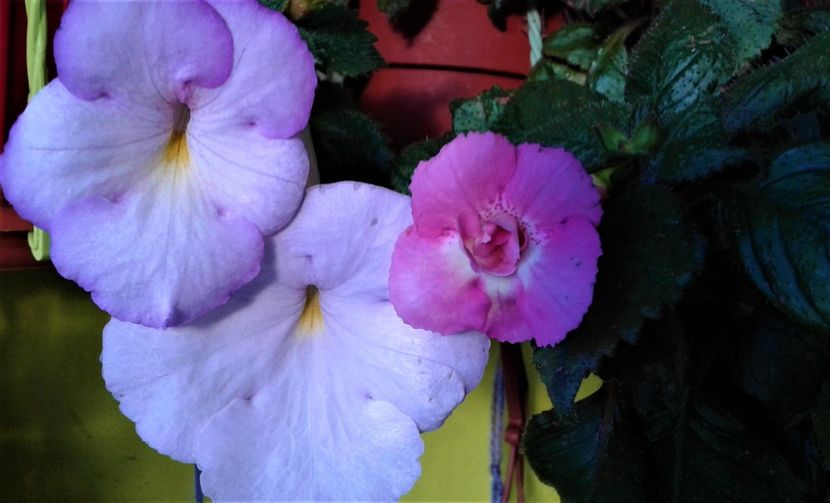  - 000018 ACHIMENES