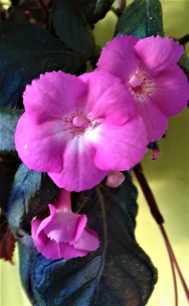  - 000018 ACHIMENES
