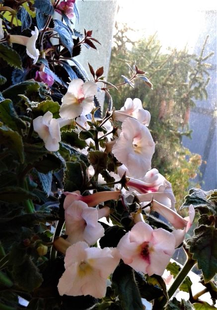  - 000018 ACHIMENES