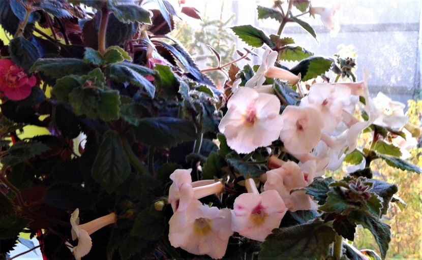  - 000018 ACHIMENES