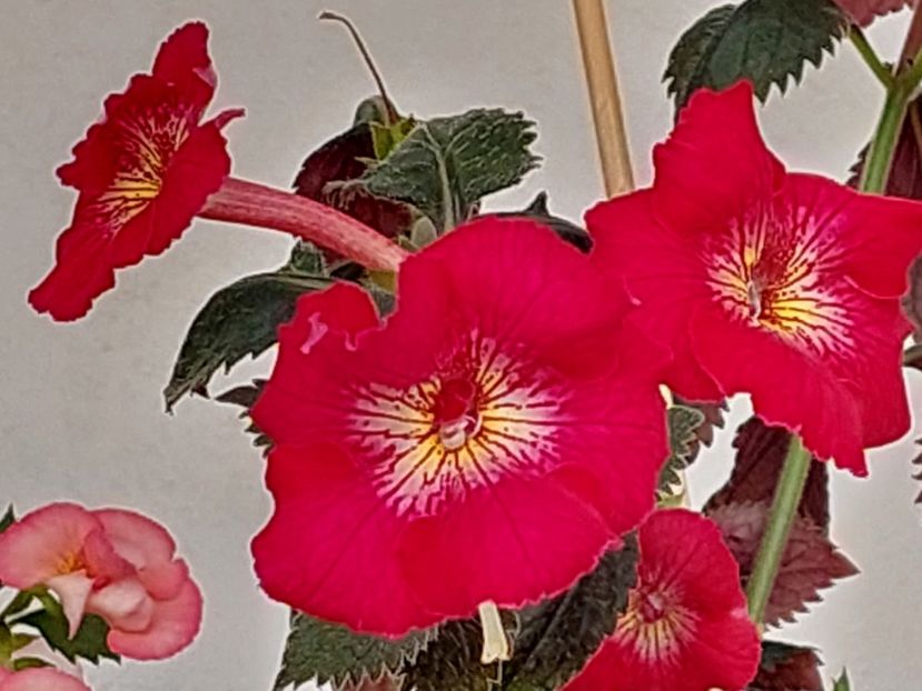  - AAA RIZOMI ACHIMENES DISPONIBILI -2023
