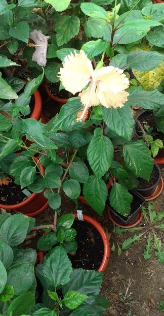 received_880641717097366 - Hibiscusi 2023