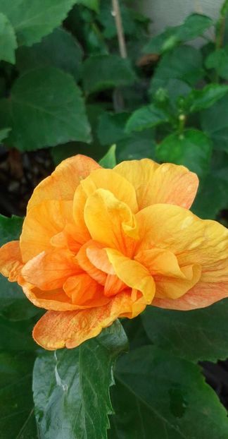 received_693385105687120 - Hibiscusi 2023