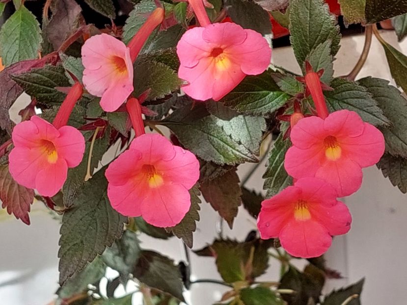  - AAA RIZOMI ACHIMENES DISPONIBILI -2023