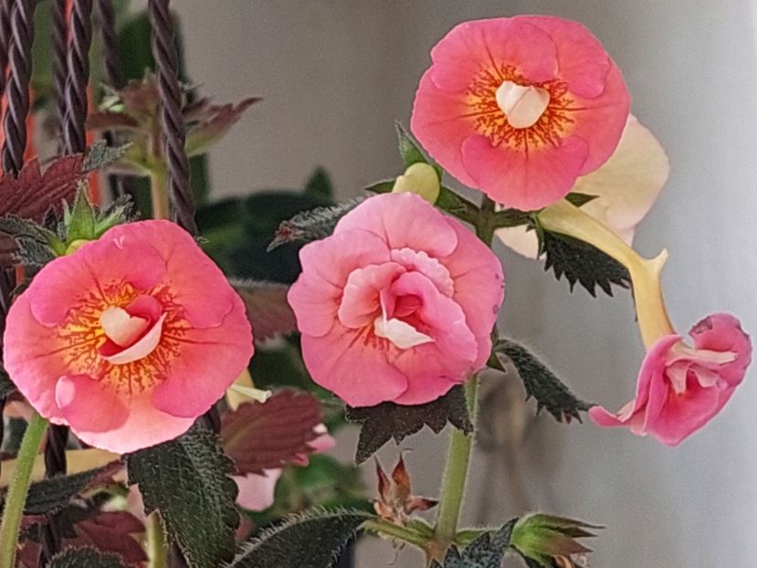  - AAA RIZOMI ACHIMENES DISPONIBILI -2023