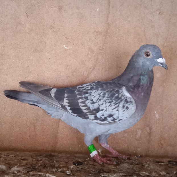 Femela 23-411....-10 Lei - Porumbei vanduti