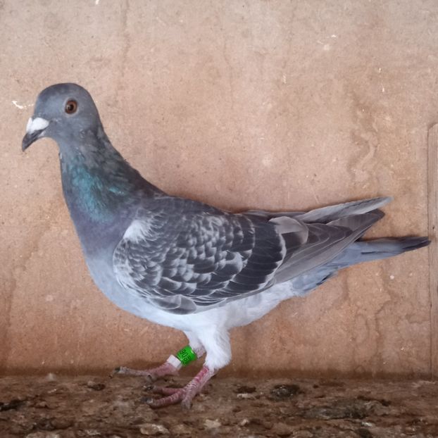 Femela 23-238....-10 lei - Porumbei vanduti