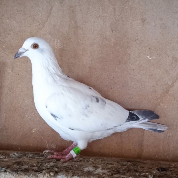 Mascul 23-569....-rezervat Bogati - Porumbei vanduti