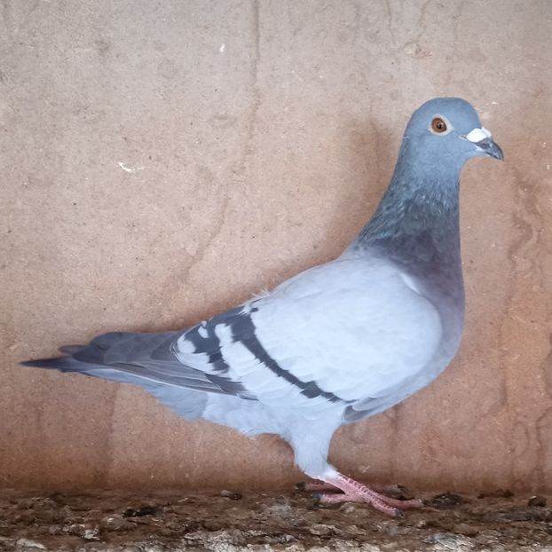 Femela 23-412....-rezervat Dobra - Porumbei vanduti