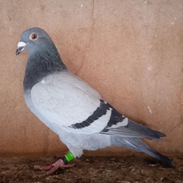 Mascul 23-220....-10 lei - Porumbei vanduti