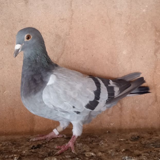 Femela 20-415....-10 lei - Porumbei vanduti