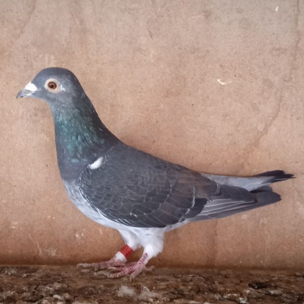 Femela 22-307....-20 lei - Porumbei vanduti