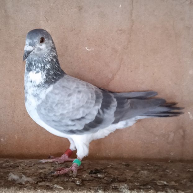 Femela 17-738 GR... - Porumbei vanduti