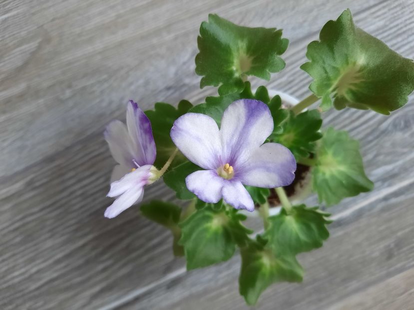  - VaT-Zaychishka Serenjkiy