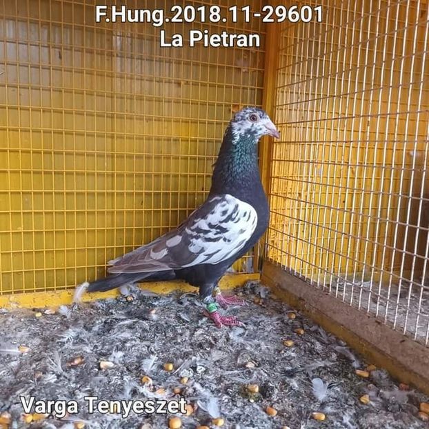  - Nu îmi aparțin 6