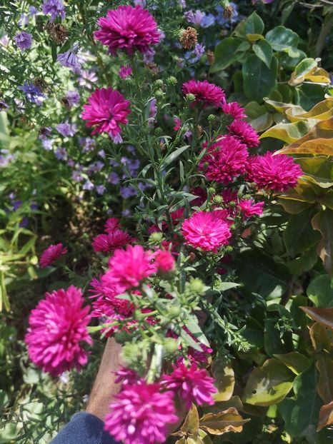  - Gradina flori