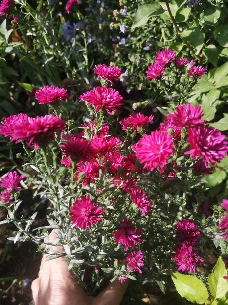 aster grena - Gradina flori