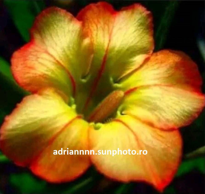 Adenium HONEY ROSE - 1 AA SEMINTE ADENIUM DE VANZARE o noua TRANSA 2023