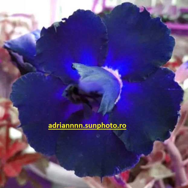 Adenium BLACKISH DARCK BLUE - 1 AA SEMINTE ADENIUM DE VANZARE o noua TRANSA 2023