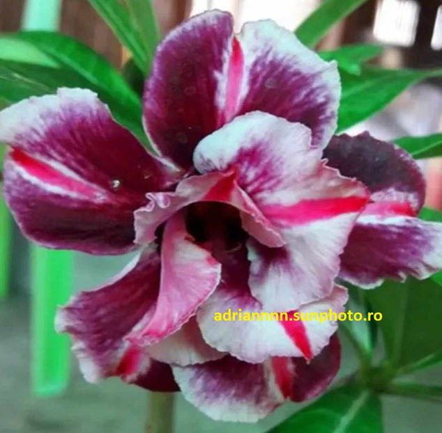 Adenium THE DREAMLIKE OBESUM - 1 AA SEMINTE ADENIUM DE VANZARE o noua TRANSA 2023