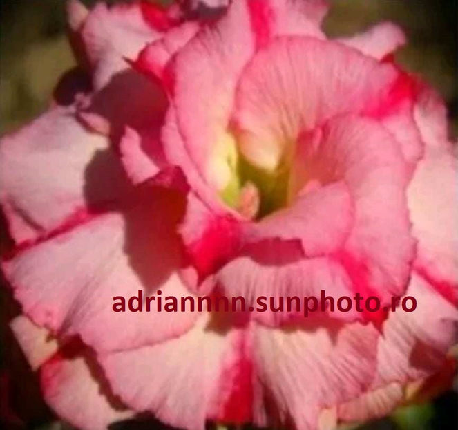 Adenium WANIDA ROSE - 1 AA SEMINTE ADENIUM DE VANZARE o noua TRANSA 2023