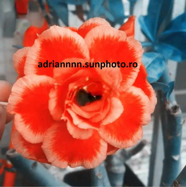 Adenium ROSE ROSE ORANGE - 1 AA SEMINTE ADENIUM DE VANZARE o noua TRANSA 2023