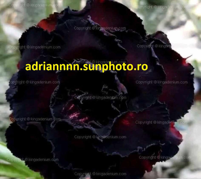 Adenium TRIPLE BLACK PANTHER - 1 AA SEMINTE ADENIUM DE VANZARE o noua TRANSA 2023