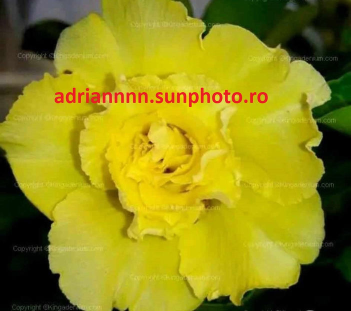 Adenium TRIPLE CHARMED - 1 AA SEMINTE ADENIUM DE VANZARE o noua TRANSA 2023