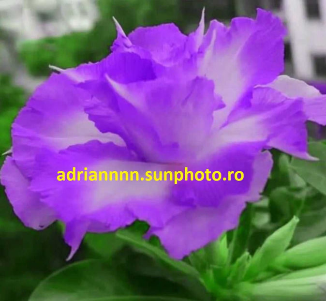 Adenium QIYU LIGHT PURPLE - 1 AA SEMINTE ADENIUM DE VANZARE o noua TRANSA 2023