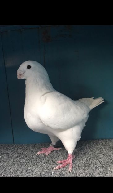 M2022 vandut - Porumbei vanduti 2017-2025