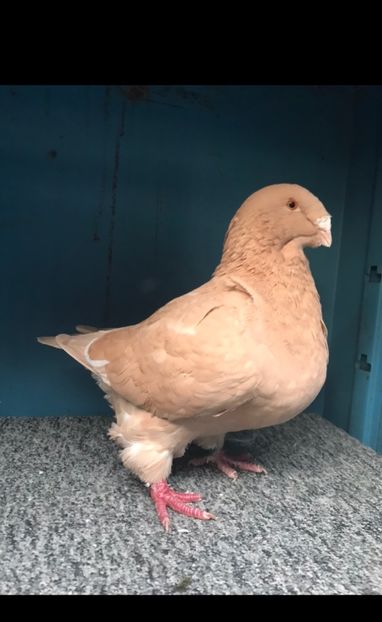 F2018 vândută - Porumbei vanduti 2017-2025