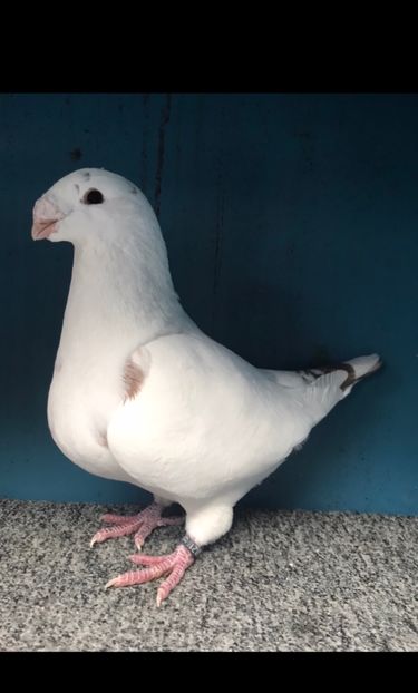 F2022 vanduta - Porumbei vanduti 2017-2025