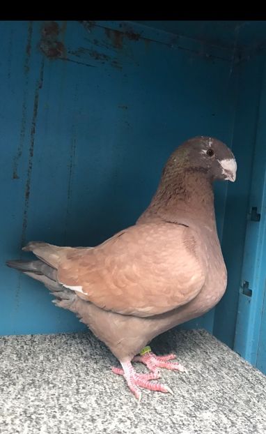 M2023 vandut - Porumbei vanduti 2017-2025