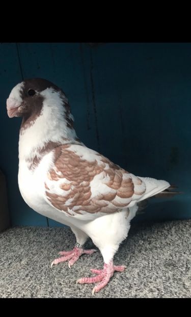 M2022vandut - Porumbei vanduti 2017-2025