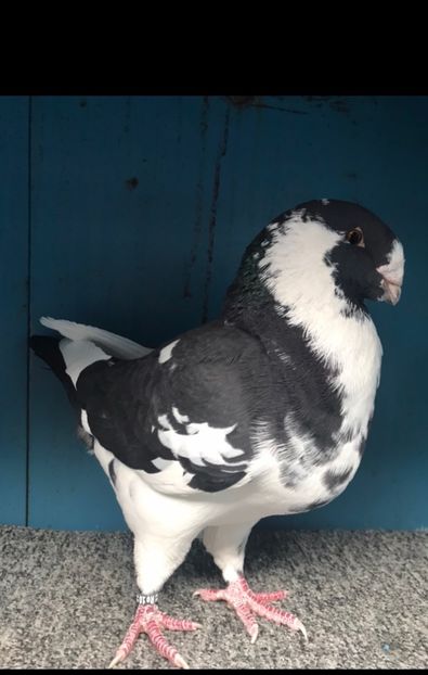 M2022 vandut - Porumbei vanduti 2017-2025