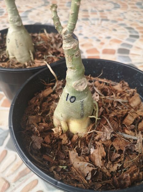  - Adenium plants