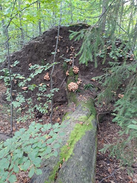  - Stâna de Vale