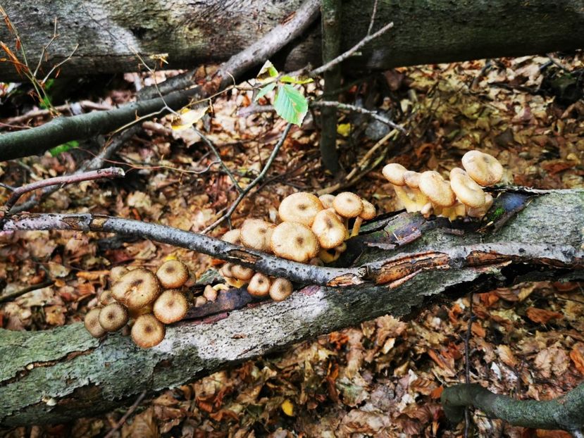 WhatsApp Image 2023-10-07 at 16.50.36 (1) - Stâna de Vale