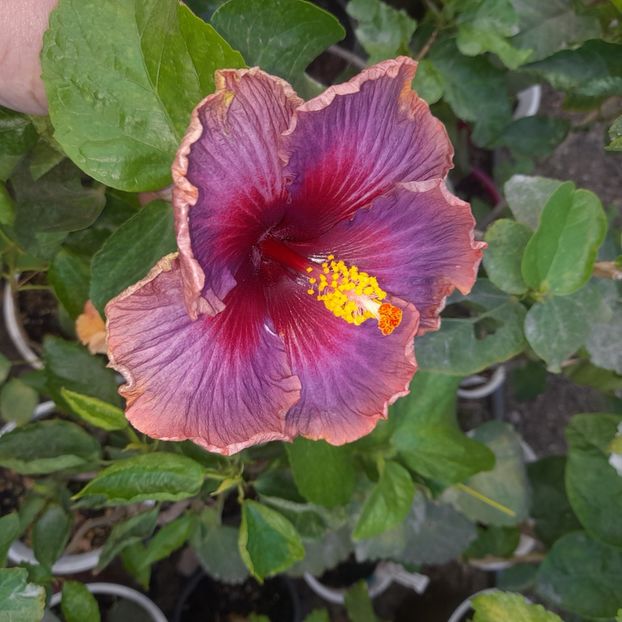 10.10.2023 - HIBISCUSI 2023-2