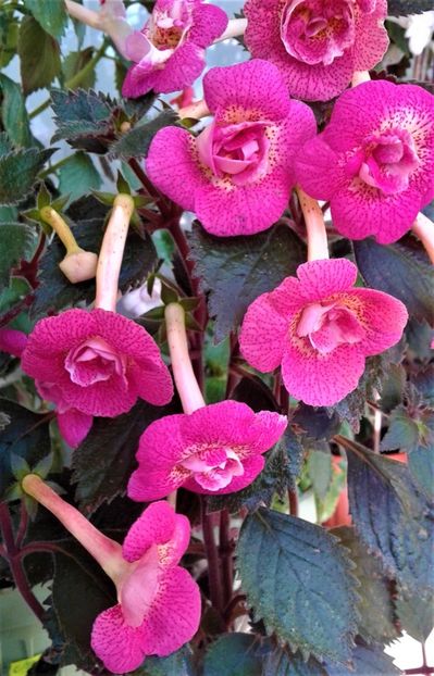  - 000018 ACHIMENES