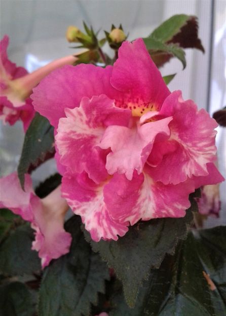  - 000018 ACHIMENES