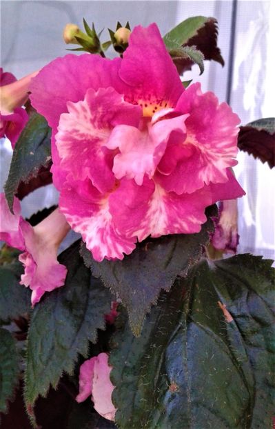  - 000018 ACHIMENES