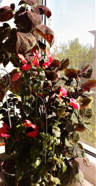  - 000018 ACHIMENES