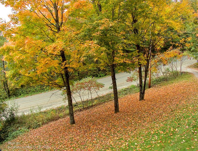  - CANADIAN AUTUMN - Toamna canadiana