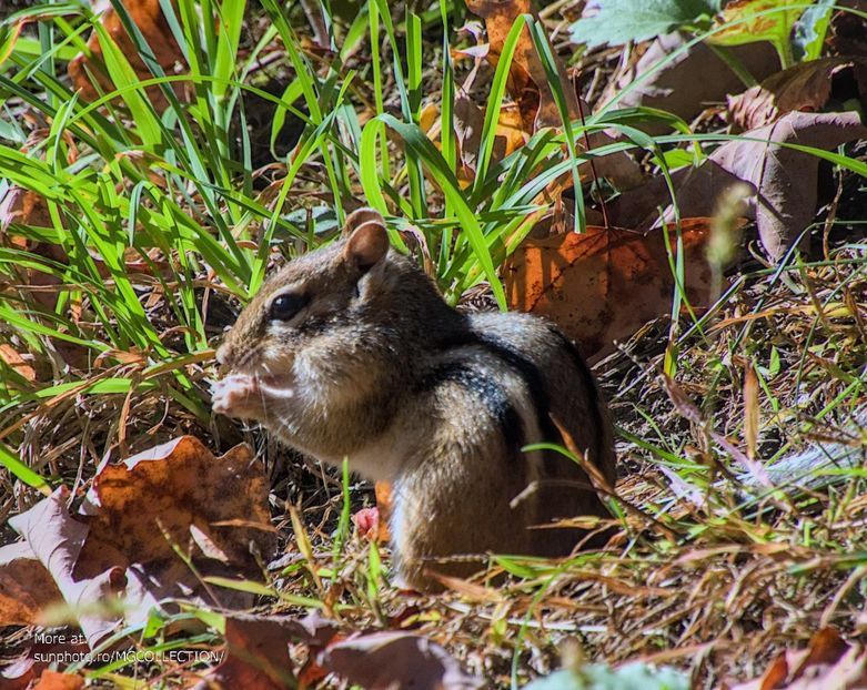 Petite ecureuil - Veverita pitica 3 - Chipmunk - B - ANIMALS