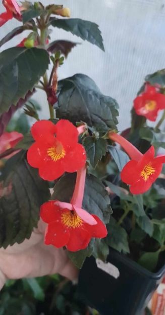 received_282686178020780 - Inferno xa